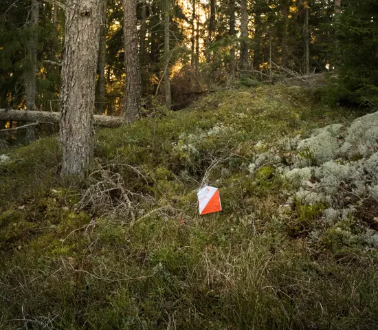 Skärm I Skog 3